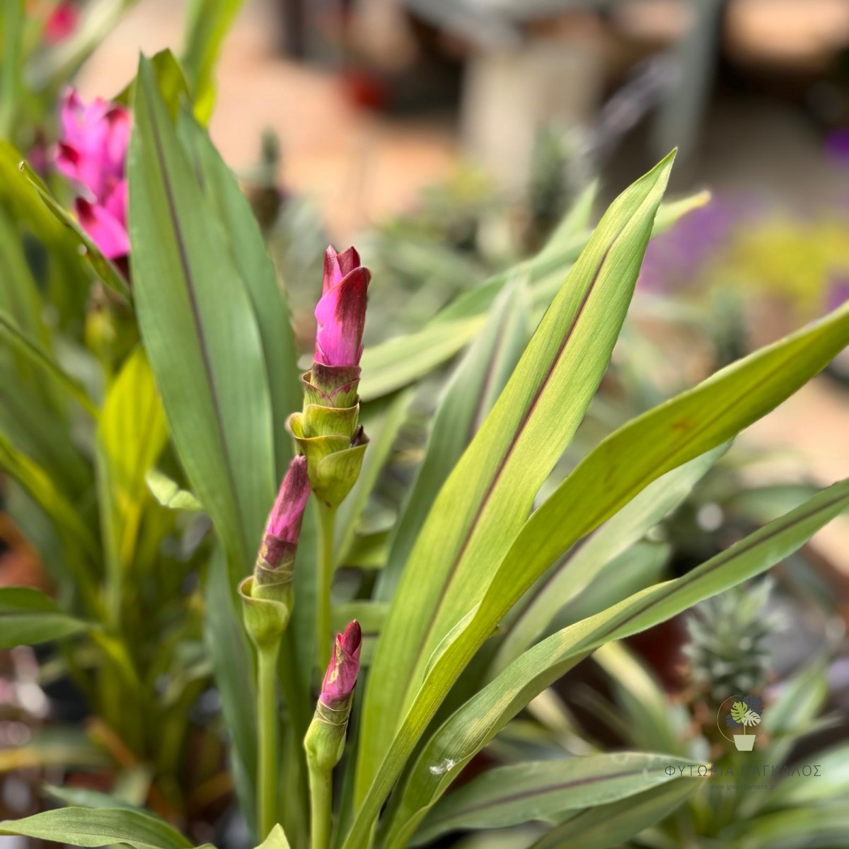 Κουρκουμάς (Curcuma longa) - 4